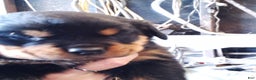 Rottweiler dogs for sale: Rottweiler Puppy 1 - Ad 1
