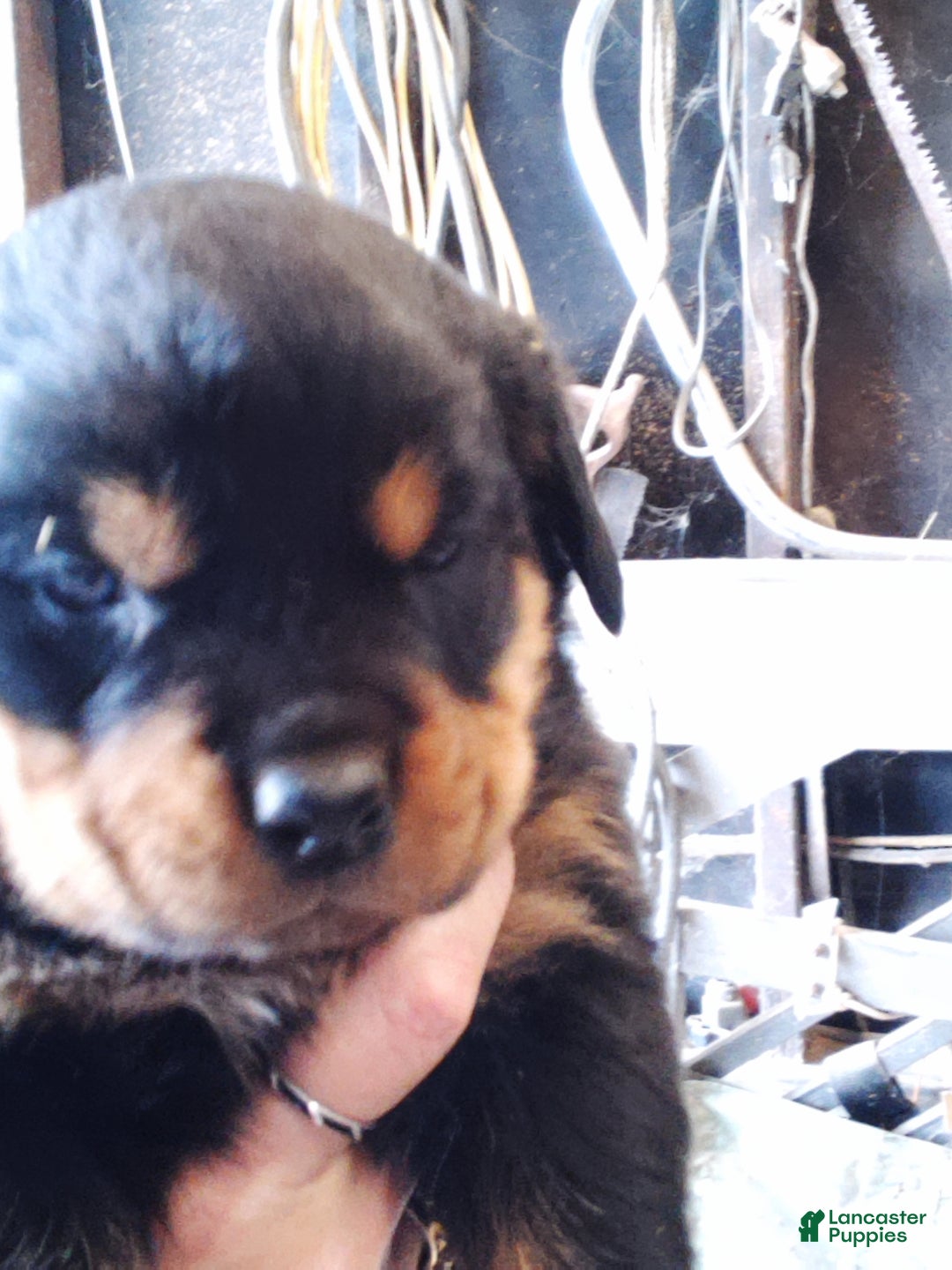 Rottweiler dogs for sale: Rottweiler Puppy 1 - Ad 1