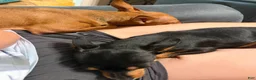 Chorkie dogs for sale: Chorkie 1 - Ad 5