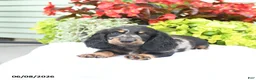 Miniature Dachshund dogs for sale: Otis - Ad 4