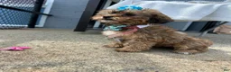 Shorkie dogs for sale: Shorkie Puppy 4 - Ad 2