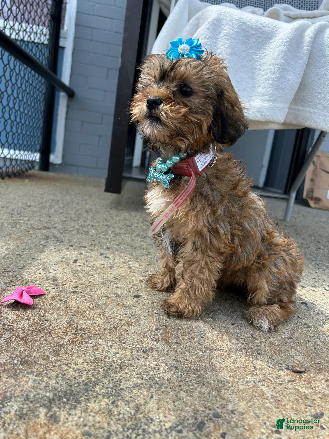 Shorkie dogs for sale: Shorkie Puppy 4 - Ad 2