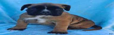 Tank 