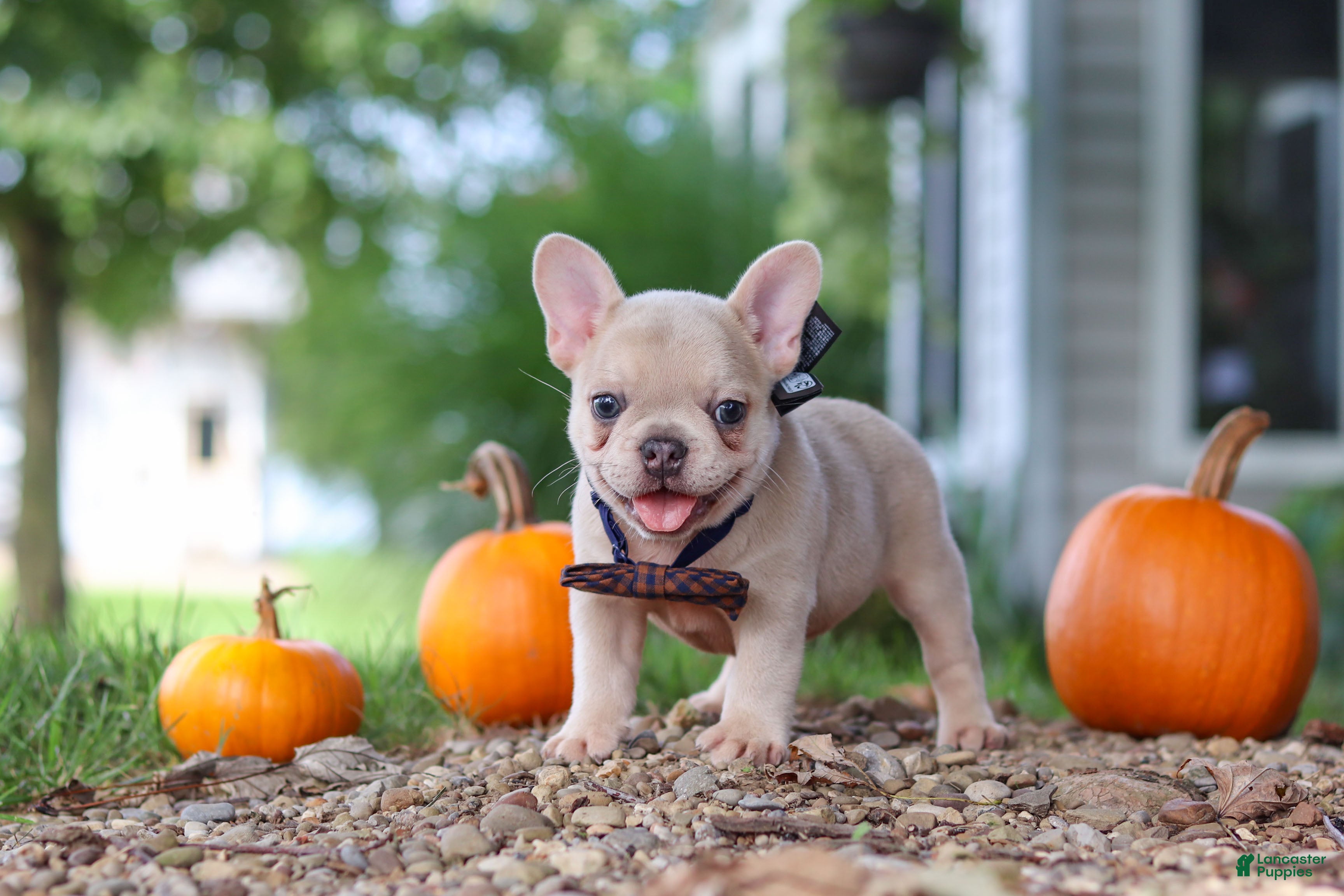 French Bulldog dogs Emmett  - Ad 2