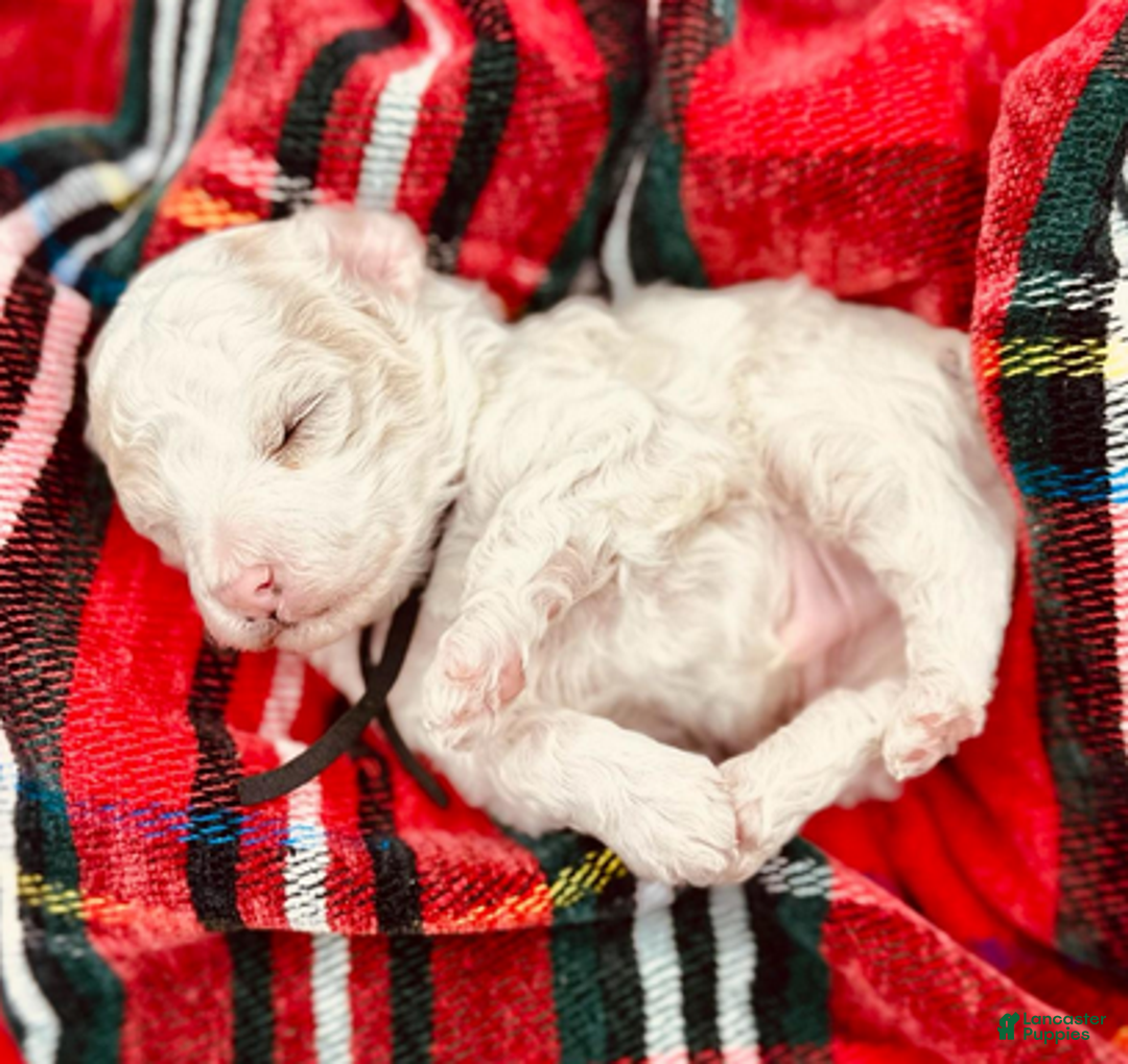 Miniature Poodle dogs for sale: Paul McCartney - Ad 2