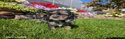 Cocker Spaniel dogs for sale: Amy - Ad 5