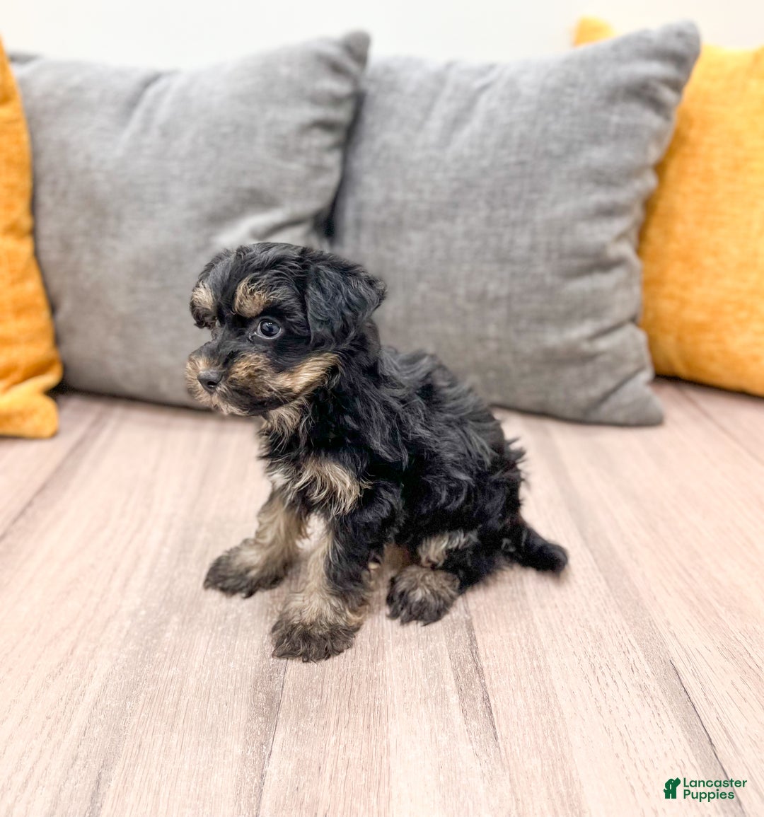 Yorkiepoo dogs for sale: Riley - Ad 5