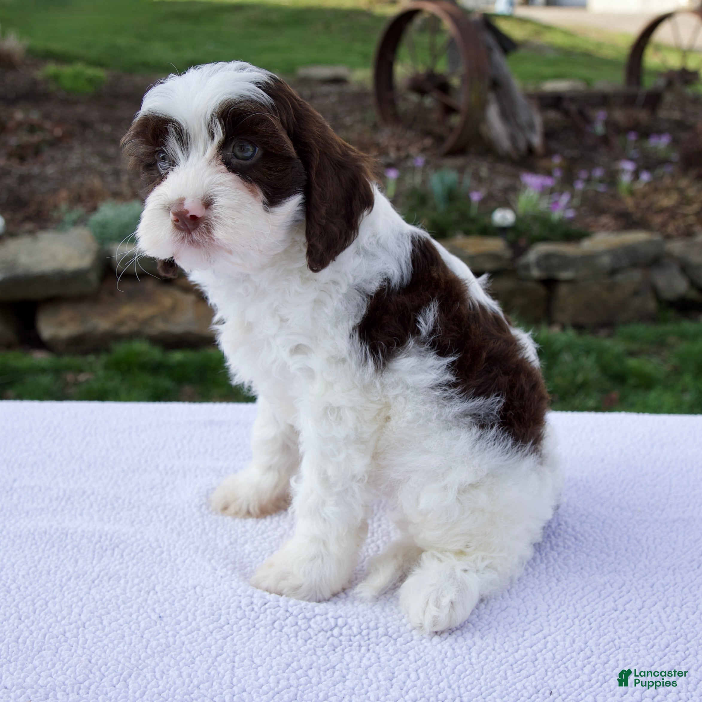 Cavapoo dogs Edison - Ad 1