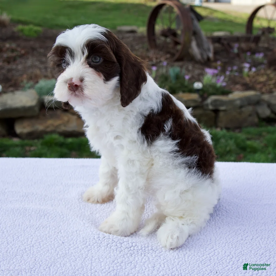 Cavapoo dogs for sale: Edison - Ad 2