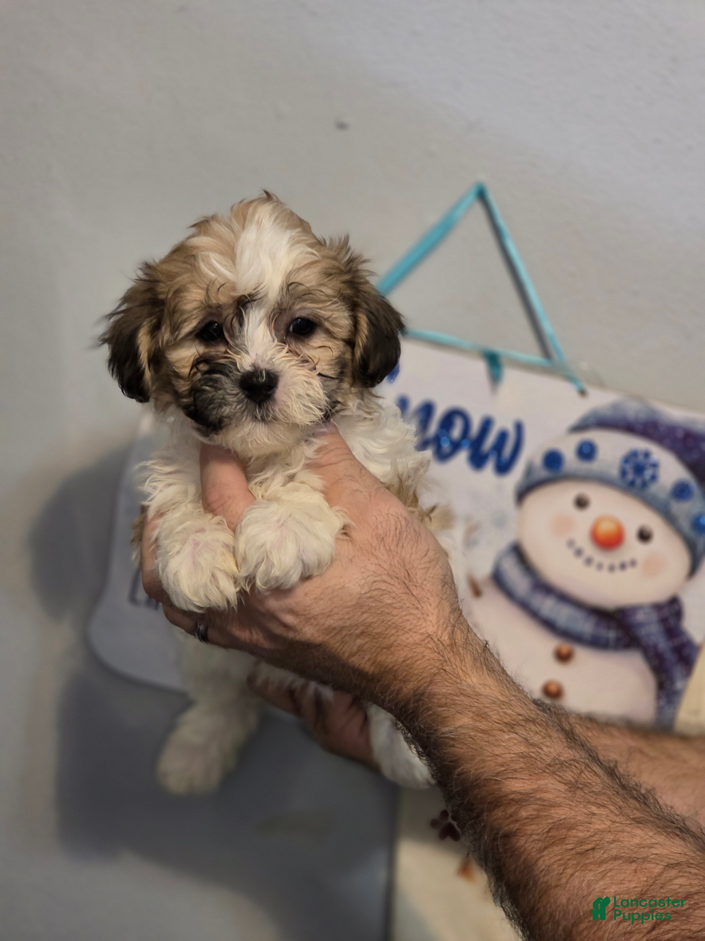 Teddy Bear dogs Teddy  - Ad 1