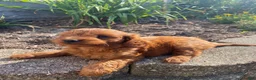 Cavapoo dogs for sale: Jasper - Ad 9