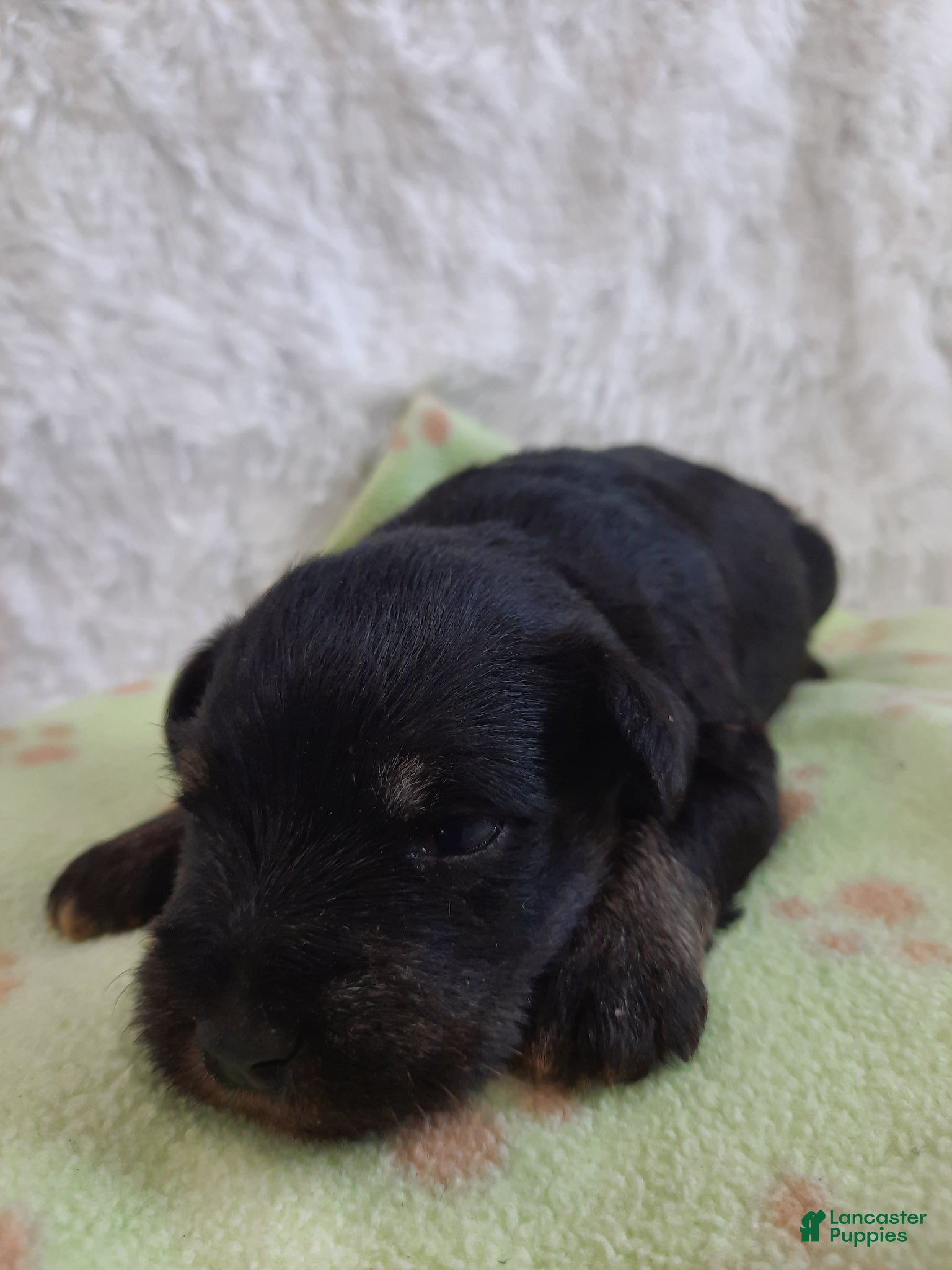 Miniature Schnauzer dogs AKC Peanut - Ad 2