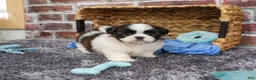 Shih Tzu dogs for sale: Arlo - Ad 2