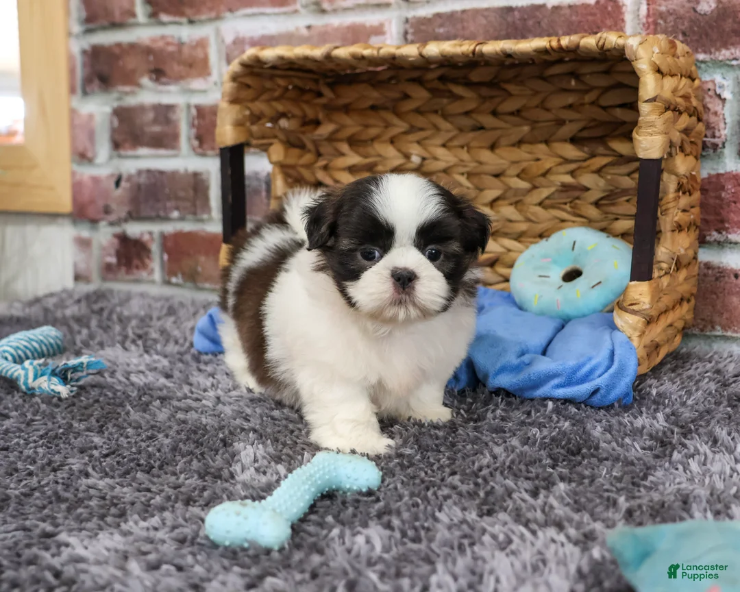 Shih Tzu dogs for sale: Arlo - Ad 2