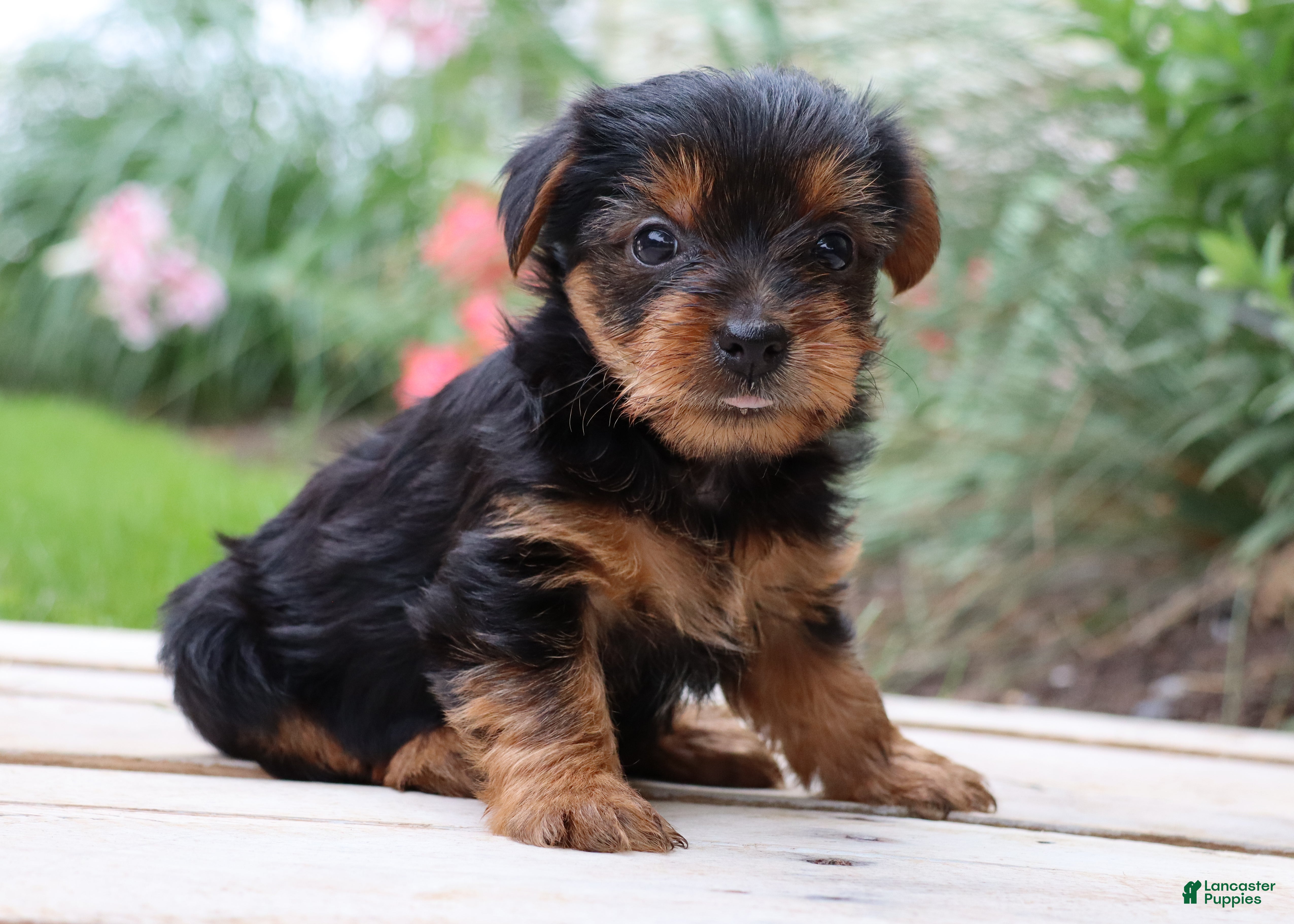 Yorkshire Terrier dogs Mocha  - Ad 1
