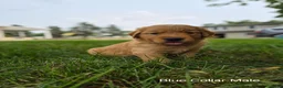 Golden Retriever dogs for sale: Sneakers (Blue Collar) - Ad 2