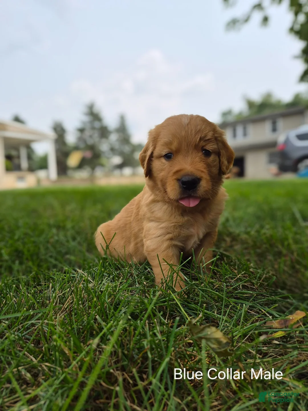 Golden Retriever dogs for sale: Sneakers (Blue Collar) - Ad 2