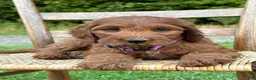 Irish Doodle dogs for sale: Molly - Ad 21