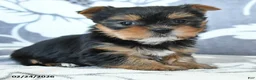 Yorkshire Terrier dogs for sale: Duchess - Ad 2