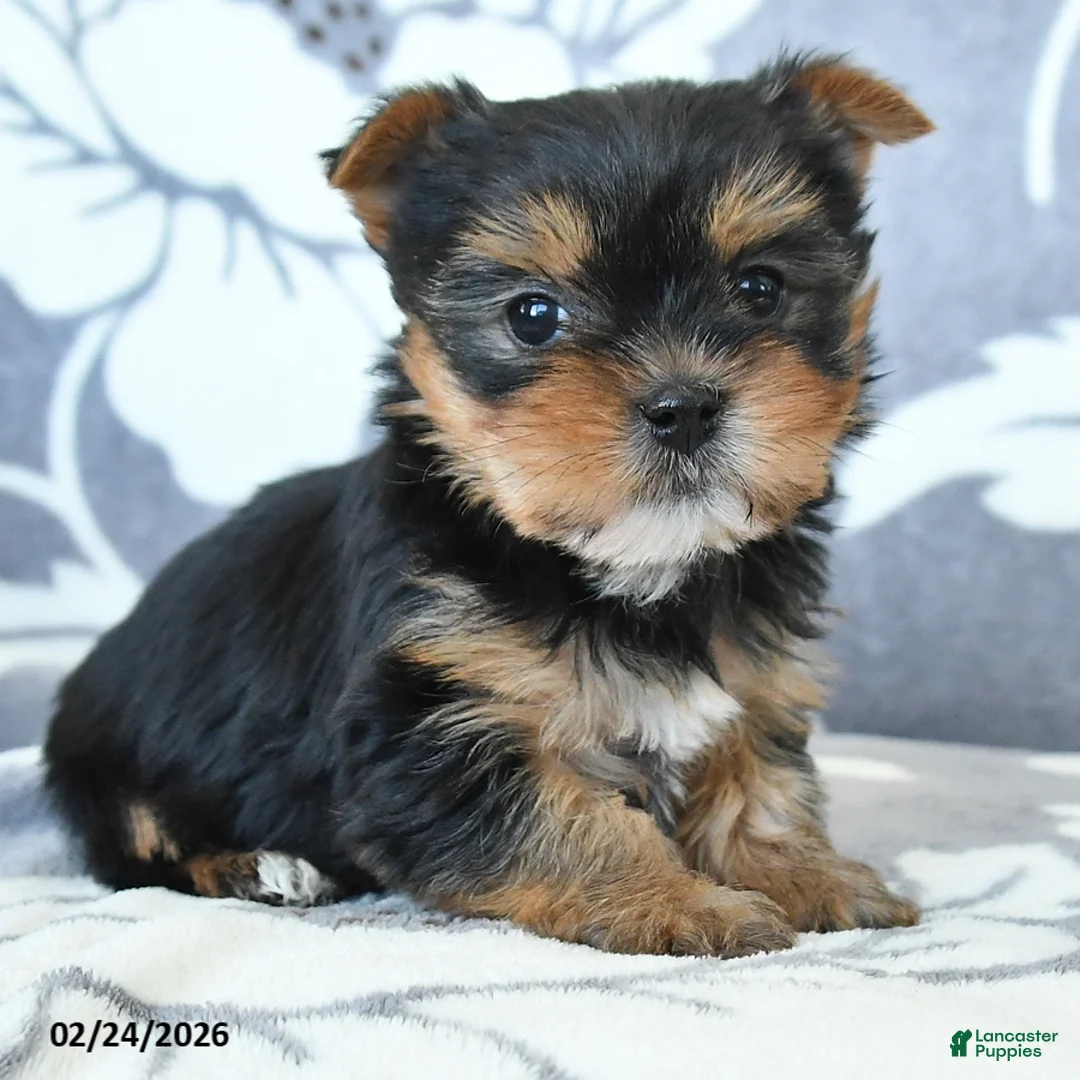 Yorkshire Terrier dogs for sale: Duchess - Ad 2