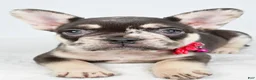 French Bulldog dogs for sale: Oakley - Ad 2