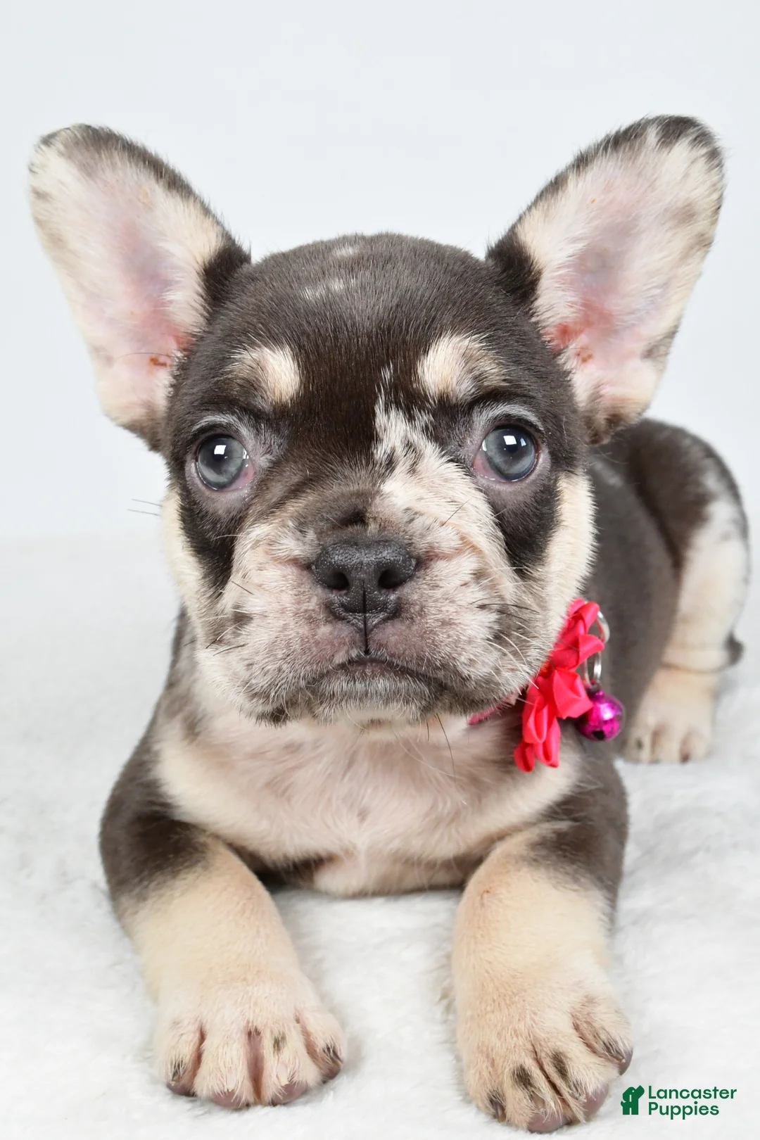 French Bulldog dogs for sale: Oakley - Ad 2