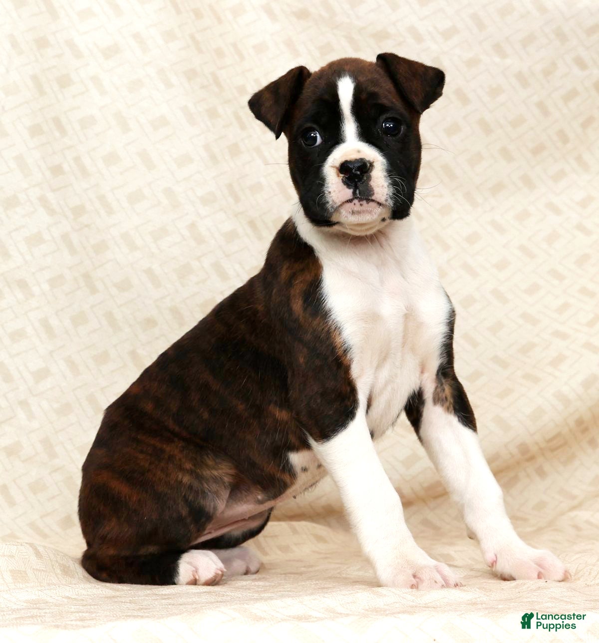 Boxer dogs Mindy - Ad 14