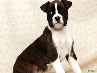 Boxer dogs Mindy - Ad 18
