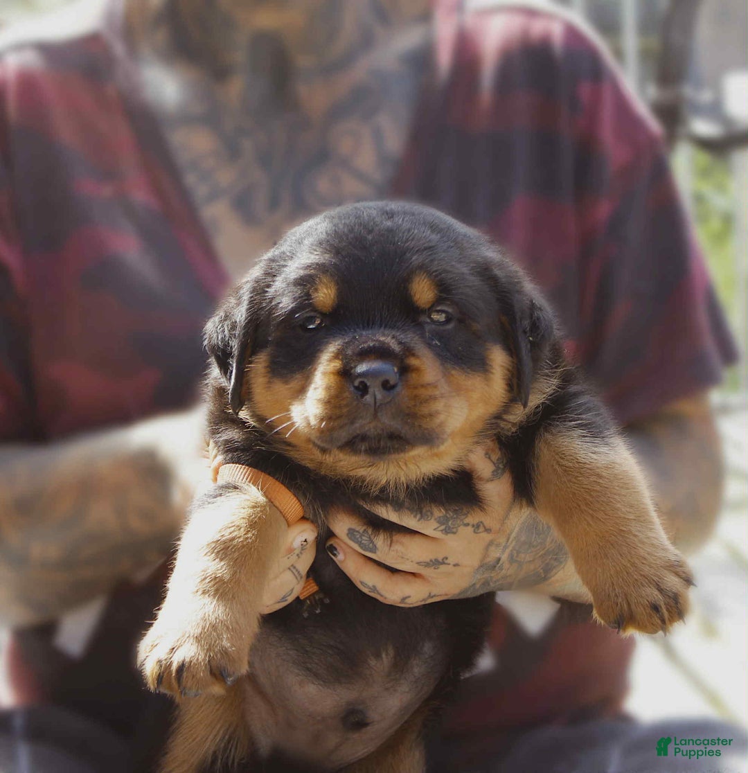 Rottweiler litter of puppies for sale in Mount Pleasant Township