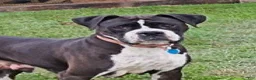 Boxer dogs for sale: Boxer 3 - Ad 3