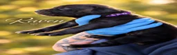 Cane Corso dogs for sale: Miss Raven - Ad 6