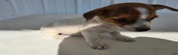 Chihuahua dogs for sale: Spots - Ad 12