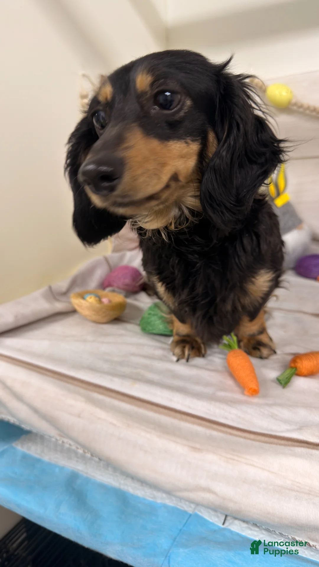 Miniature Dachshund dogs for sale: Miniature Dachshund Puppy 3 - Ad 2