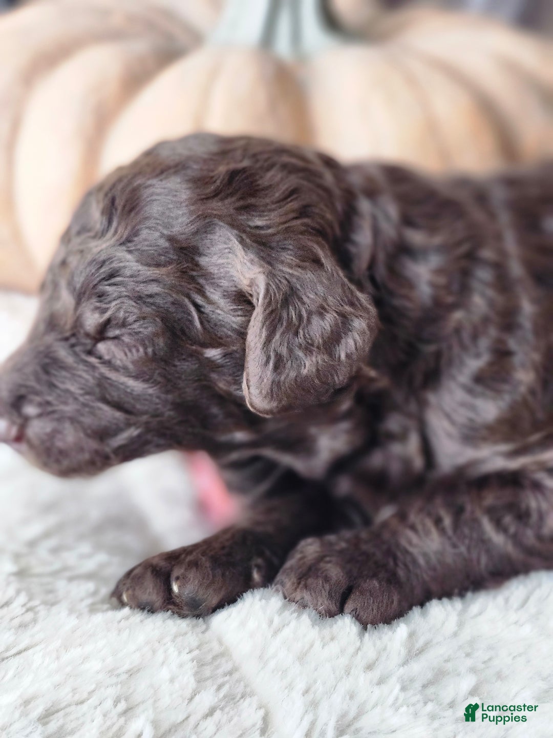 Labradoodle dogs for sale: Ginger - Ad 4