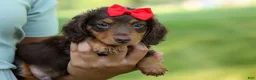 Miniature Dachshund dogs for sale: MURPHY - Ad 17
