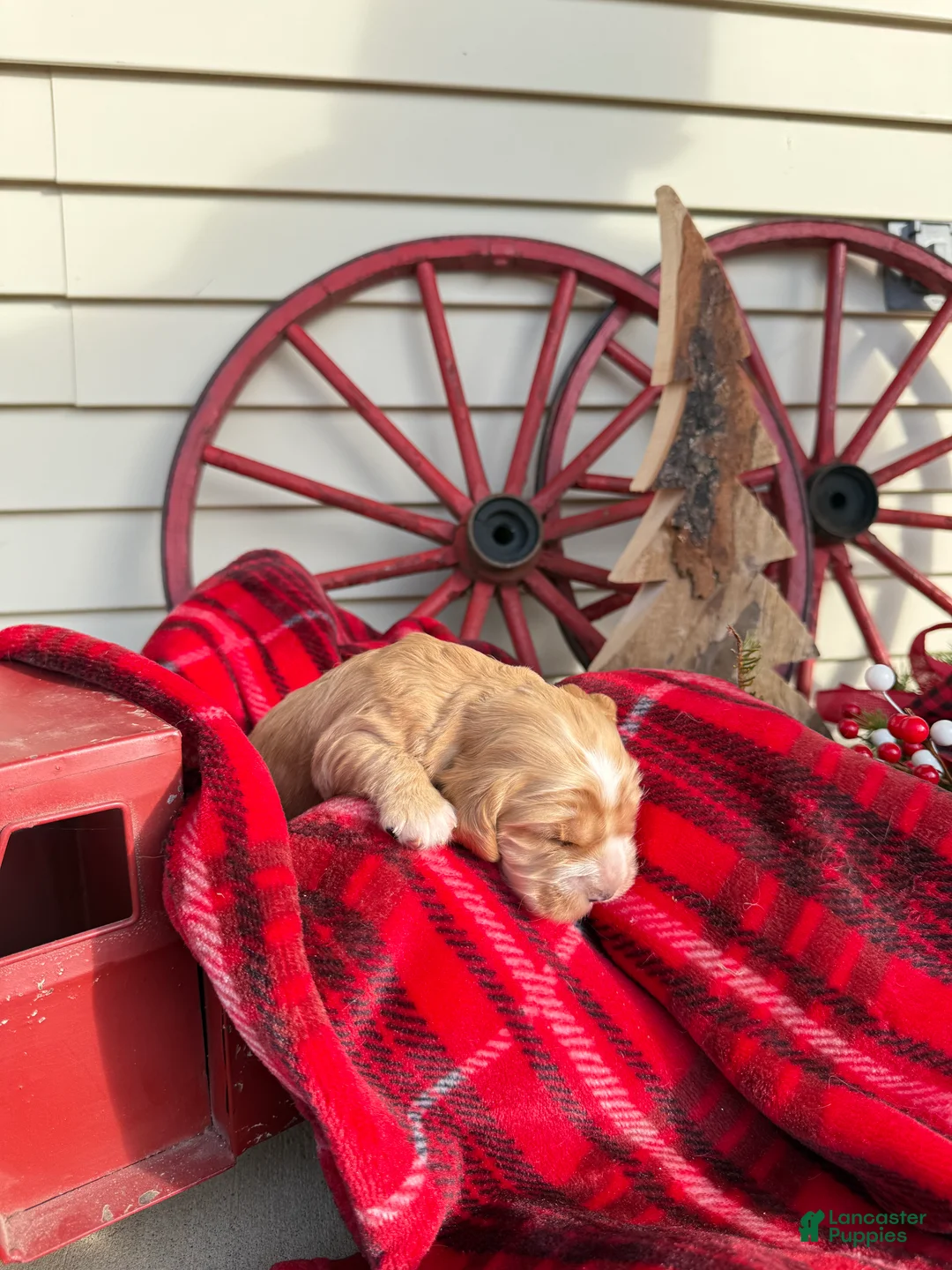 Cocker Spaniel dogs for sale: Alvin - Ad 5