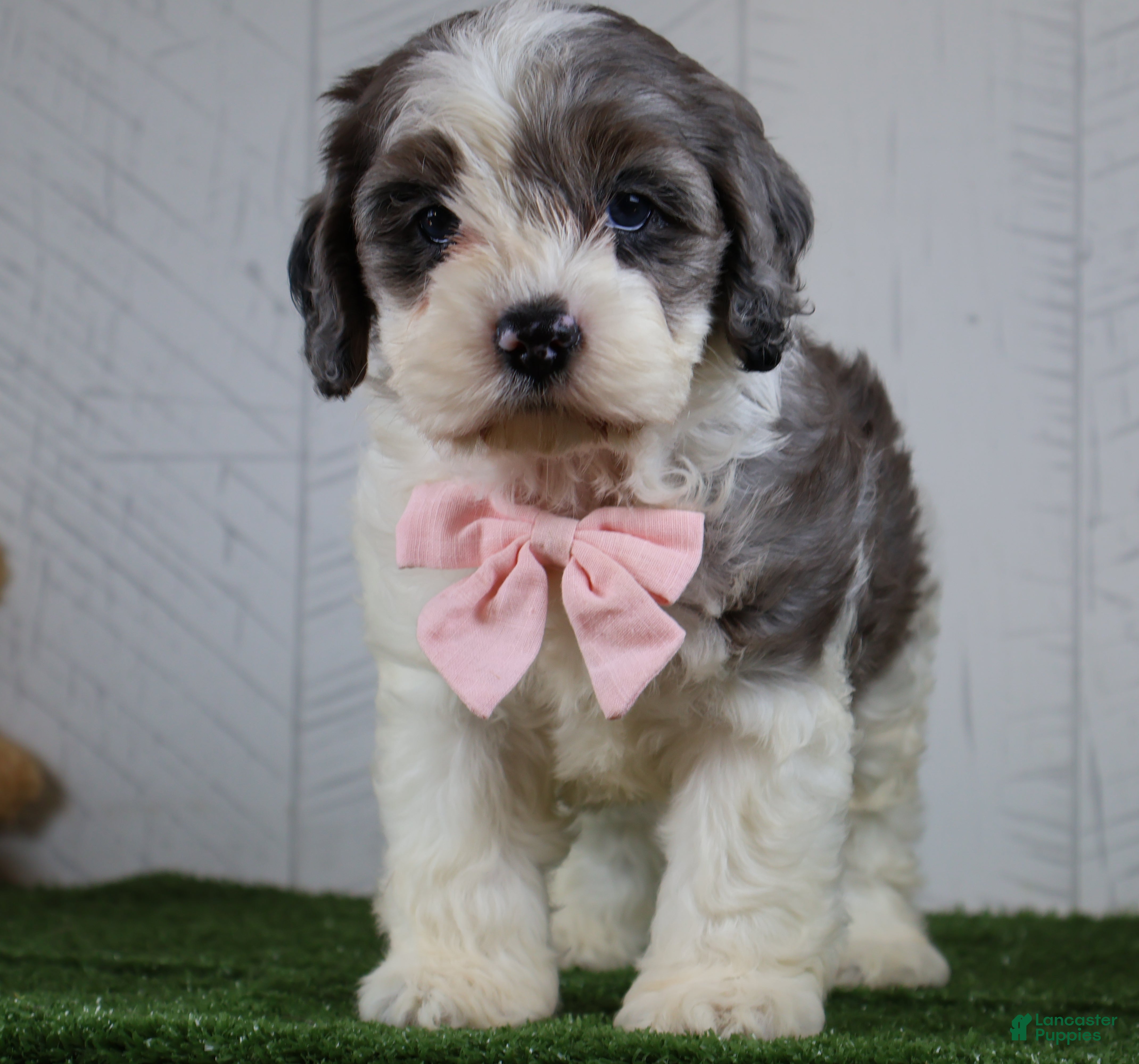 Cockapoo dogs Bruno - Ad 1