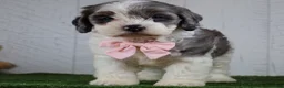 Cockapoo dogs for sale: Bruno - Ad 1