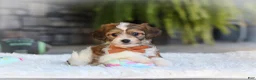 Cavachon dogs for sale: Braxton - Ad 3