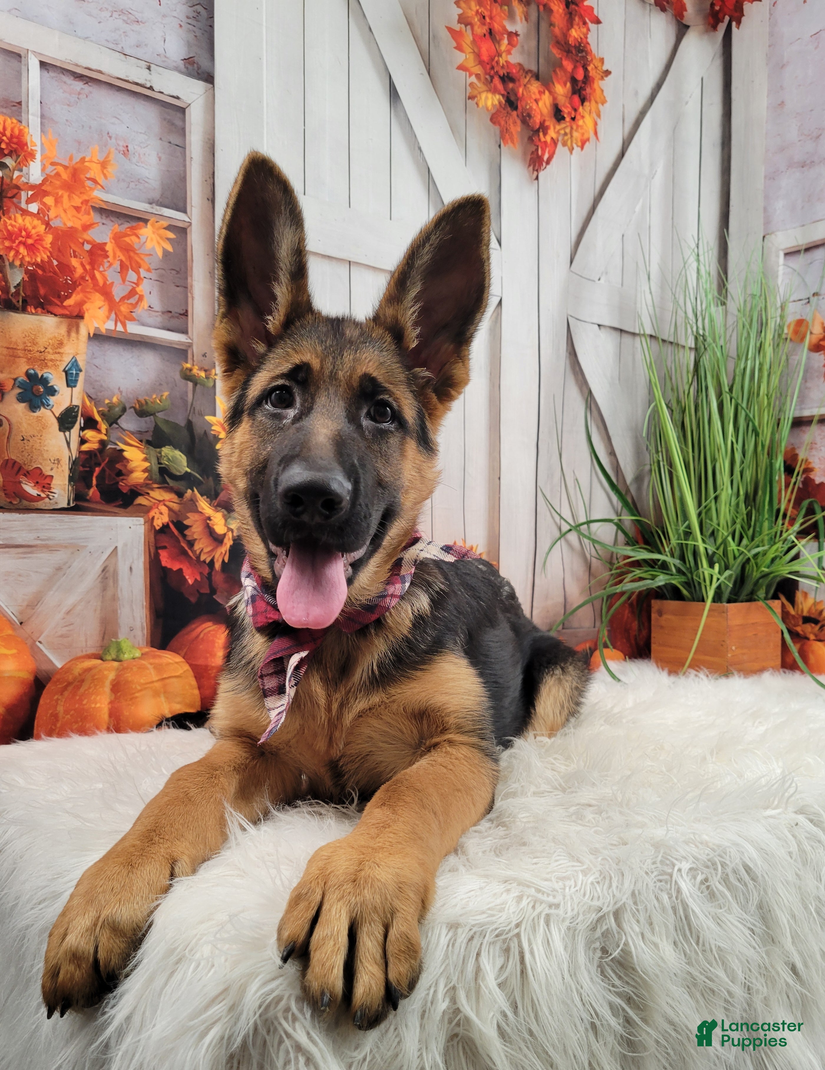 German Shepherd dogs Wyna Vom Yoderheim - Ad 24