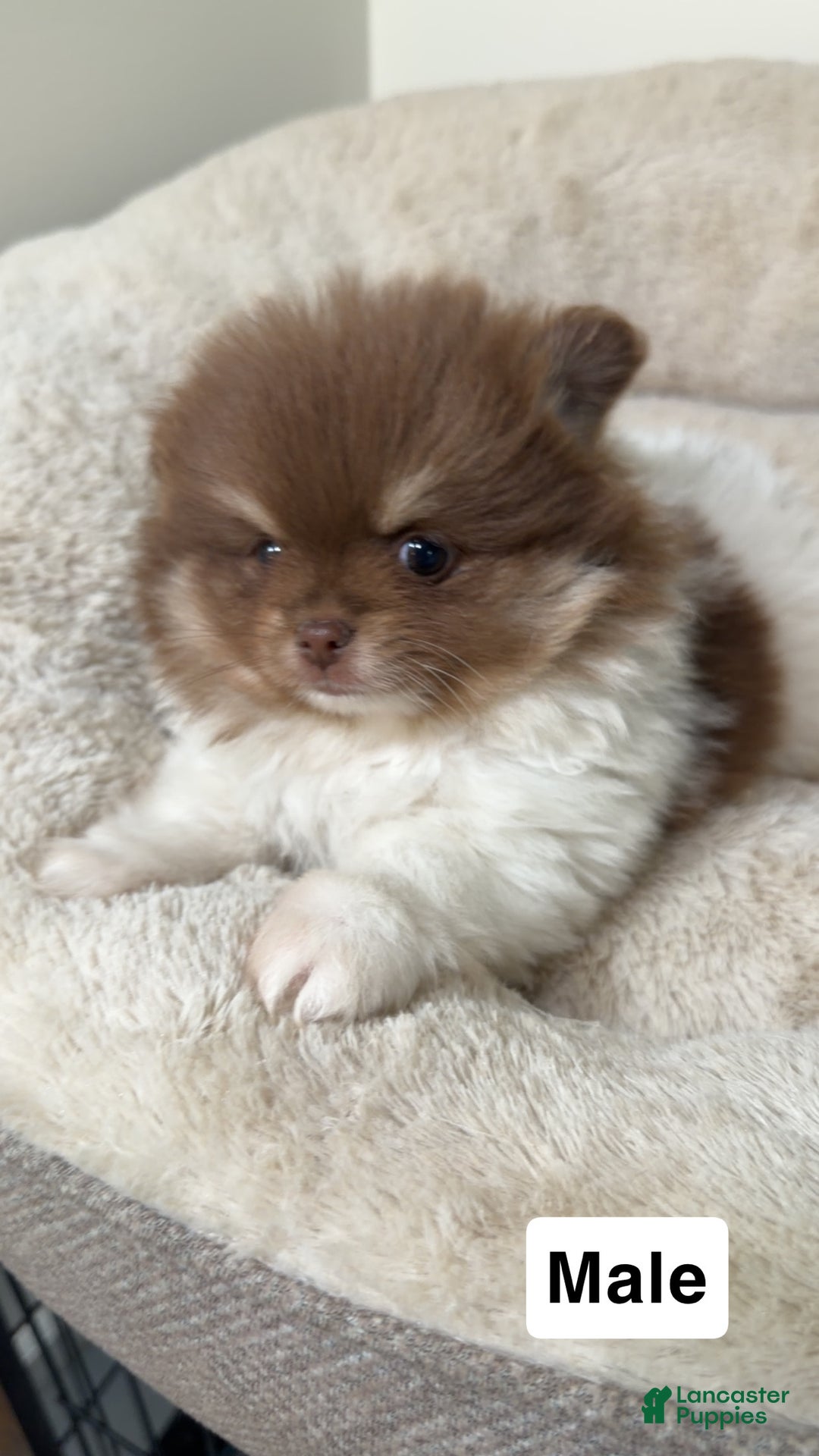 Pomeranian dogs for sale: Simba  - Ad 1