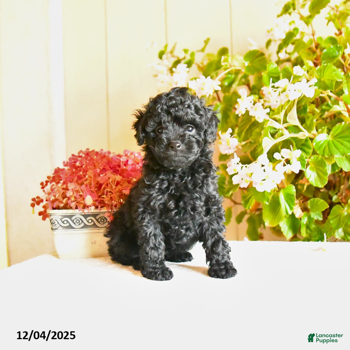 Toy Poodle dogs Sheila  - Ad 5