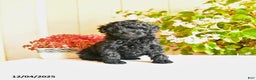 Toy Poodle dogs for sale: Sheila  - Ad 1