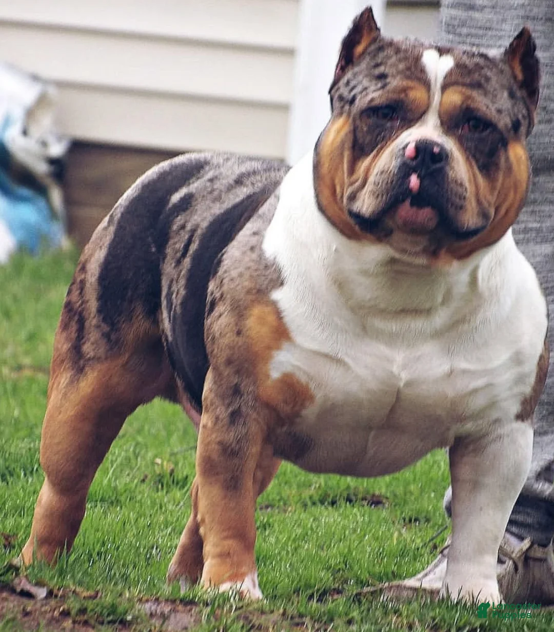 American Bully dogs for sale: Lynx  - Ad 10