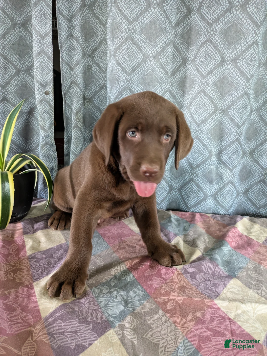 Labrador Retriever dogs for sale: Rodney - Ad 1