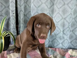 Labrador Retriever dogs Rodney - Ad 7