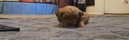 Mini Goldendoodle dogs for sale: lucy - Ad 6