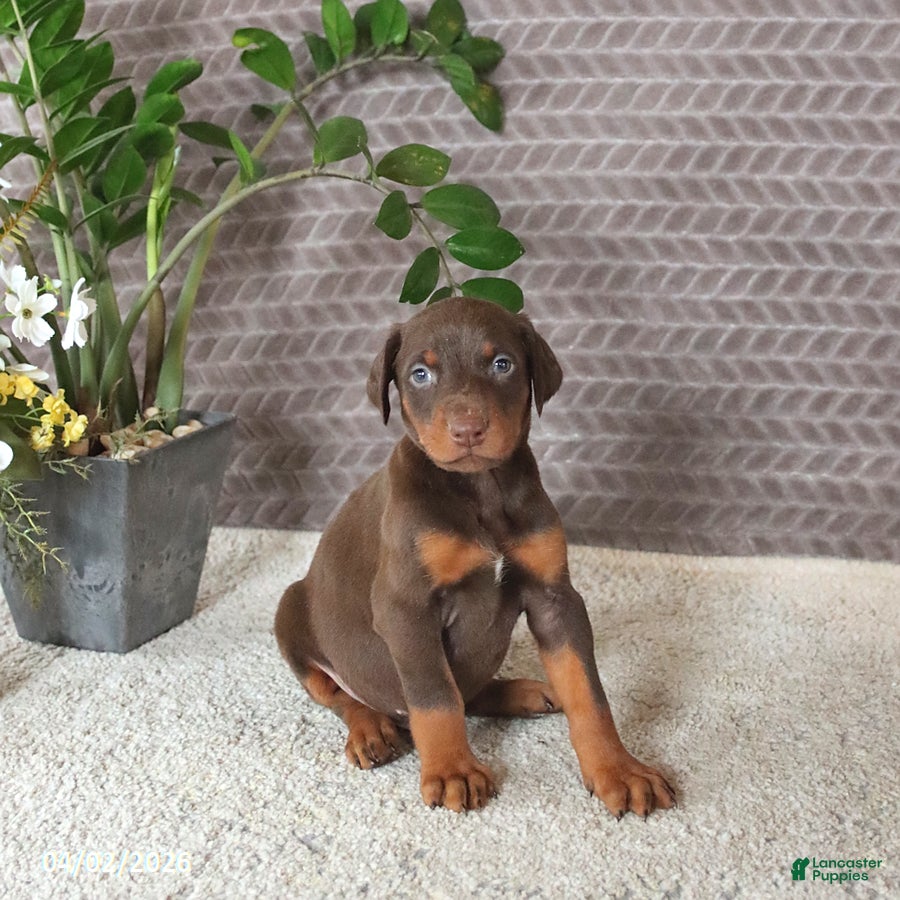 Doberman Pinscher dogs Maddox - Ad 1