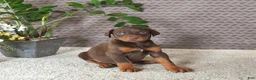 Doberman Pinscher dogs for sale: Maddox - Ad 1