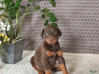 Doberman Pinscher dogs for sale: Maddox - Ad 1